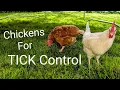 Do Chickens eat TICKS Using Chickens to Get Rid of Ticks in your Yard for Tick Control in Farms