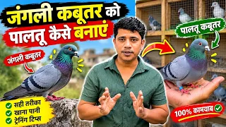 Junglee kabutar ko paltu kaise banaye || wild pigeon ko paltu kaise banaye ||