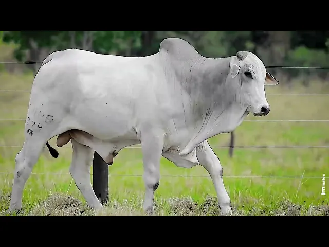 Touro Nelore LUPE - 774