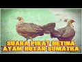 Download Lagu Suara Pikat Ayam Hutan Sumatra Durasi Panjang