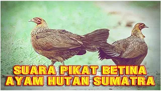 Suara Pikat Ayam Hutan Sumatra Durasi Panjang