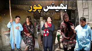  bhains chor new pothohari funny drama 2026 latest pothwari comedy drama 2026 mitho drama