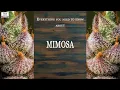 Mimosa Best Buds Strain Spotlight