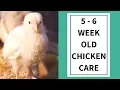 How To Care For 5-6 Week Old Chicks - Homestead Farming