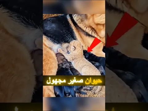 رَبّى حيوانًا غريبًا في منزله... 😳 لكن لم يتوقع أبدًا ما سيحدث بعد ذلك! 🐾#shorts