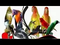 Download Lagu MASTERAN BURUNG TEMBAKAN TAJAM