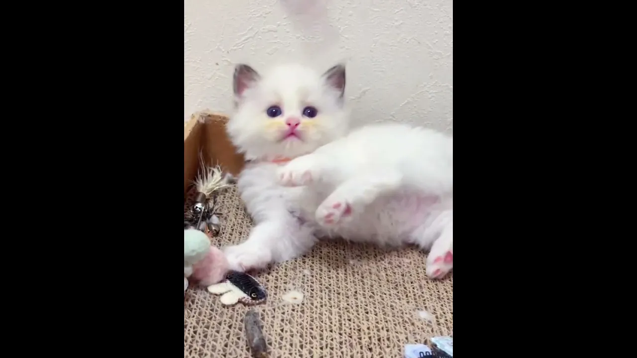 動画