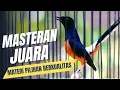 Download Lagu MASTERAN MURAI BATU FULL ISIAN TEMBAKAN MEWAH ISIAN JUARA