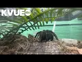 Summer is tarantula mating season in Texas KVUE