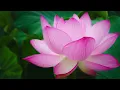 Download Lagu Nam Myoho Renge Kyo, Daimoku, 60 Min  #nammyohorengekyo  #Buddhism  #NichirenDaishonin #wjoreilly