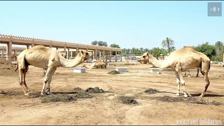 Royal Camel Farm In Bahrain  Royal Camel Farm In Bahrain