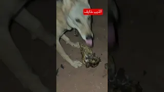 الذيب غليص البر مقناص Wolf البدو الذيب 