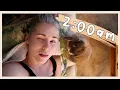 Following My Rabbit s Routine for 24 Hours