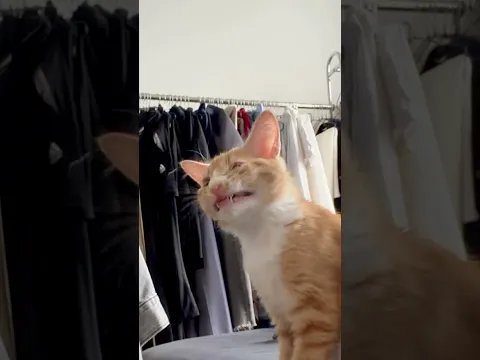 Asmr 😊🐈‍⬛#asmr #cat # #shors