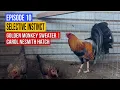 Selective Instinct Episode 10 - Golden Monkey Sweater Blackwater Gilmore