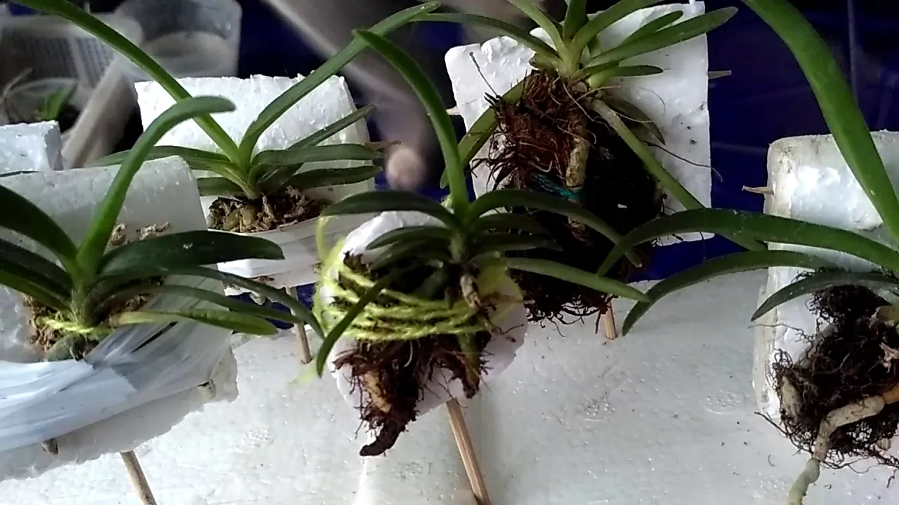 KOLEKSI SEEDLING ANGGREK VANDA ORCHIDS