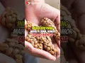 Inilah 3 Kopi Paling Mahal di Dunia, Nomor Dua dari Indonesia #shorts #kopi #luwak #luwakcoffee