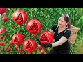 Download Lagu Harvesting Ripe Red Pomegranates Fruit to sell, Country Girl’s Tradition Salad Pomegranates Recipe