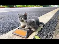 Download Lagu Two stray kittens were wandering around the street looking for food. They were very hungry, thirsty!