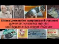 Download Lagu Kittens Loosemotion symptoms and treatment🐱 பூனை குட்டிகளுக்கு ஏற்படும் வயிற்றுப்போக்கு \u0026 சி‌கி‌ச்சை MP3