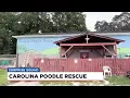 Surprise Squad Carolina Poodle Rescue