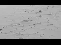 Martin Kohlstedt - AMS (Alex Hoevelmann Rework)