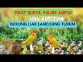 MP3. PIKAT BURCIL PALING AMPUH 💯% ANTI ZONKK BURUNG LIAR LANGSUNG IKUT TURUN