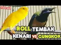 Lagu ROLL TEMBAK GANAS NGEROLL PANJANG || kenari vs cungkok