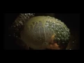 L'Oeuf Raide (Official) - Infeggted