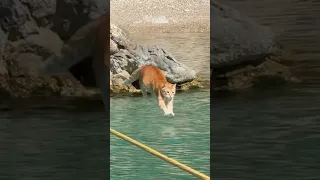 ‘THAT’ JUMP IN THE SEA! 🐈💦🌟  (if ya missed it last time!) #funnyvideo #cats #funny #funnyshorts