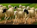 Download Lagu CACA MARICA oh CACA ANAK KAMBING SAYA - DIMANA ANAK KAMBING SAYA