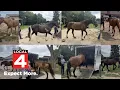 38 horses seized from Milford property