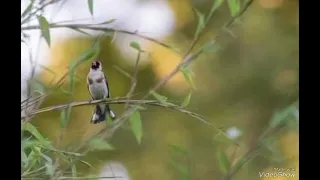 تغريد مقنين خلوي مجهول 