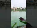 Download Lagu Ada yang tau daerah sini ? Anomali apalagi kah ini ? seperti buaya tapi bukan buaya #anomali #buaya