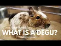 Download Lagu What Is a Degu? + Degu Care Basics | Complete Degu Care Series: Episode 1
