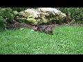 Dachshund Puppy For Sale
