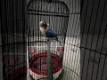 SOLNA Lovebird isian full kapas tembak