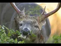 Deer Overpopulation - Hunting and Wildlife Management