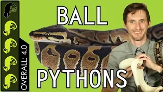 Ball Python The Best Pet Reptile