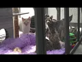 Springfield cat rescue faces intake strain shares how the community can help