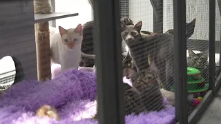 Springfield cat rescue faces intake strain shares how the community can help