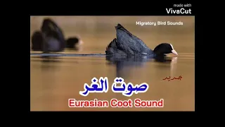 صوت الغر الاوراسي                   ادعمونا بالاشتراك ليصلك كل جديد دندنها