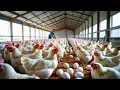 Download Lagu Bankrupt because of raising chickens that eat a lot but do not lay eggs - Poultry farming