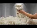 I Have NEVER Removed This Much Coat From ONE Cat