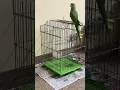 Download Lagu This is Day 2 of taming a rescued parrot – stay tuned for all the #fun , #fails \u0026 #feathers fluffs!