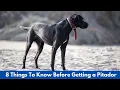 8 Things To Know Before Getting a Pitador