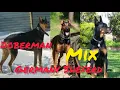 Amazing cross mixed Doberman Germany Sheferd