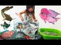 Download Lagu Menangkap Ikan Hias Dalam Aquarium Banyak Banget Ikan Sapu-sapu, Louhan, Koi, Lele, Gurame, Cupang