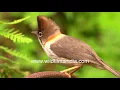 Download Lagu Whiskered Yuhina is such a cute Himalayan bird, why would anyone hunt it? Experience a lovely sight!