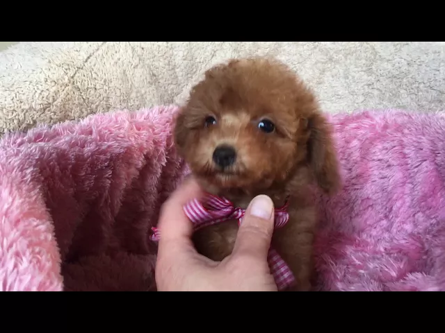 動画